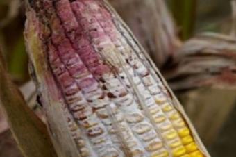 Agriculture et Consultance des Experts Agricoles en RDCongo